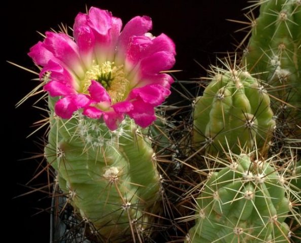 Echinocereus_sarisophorus